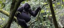 gorilla trekking africa